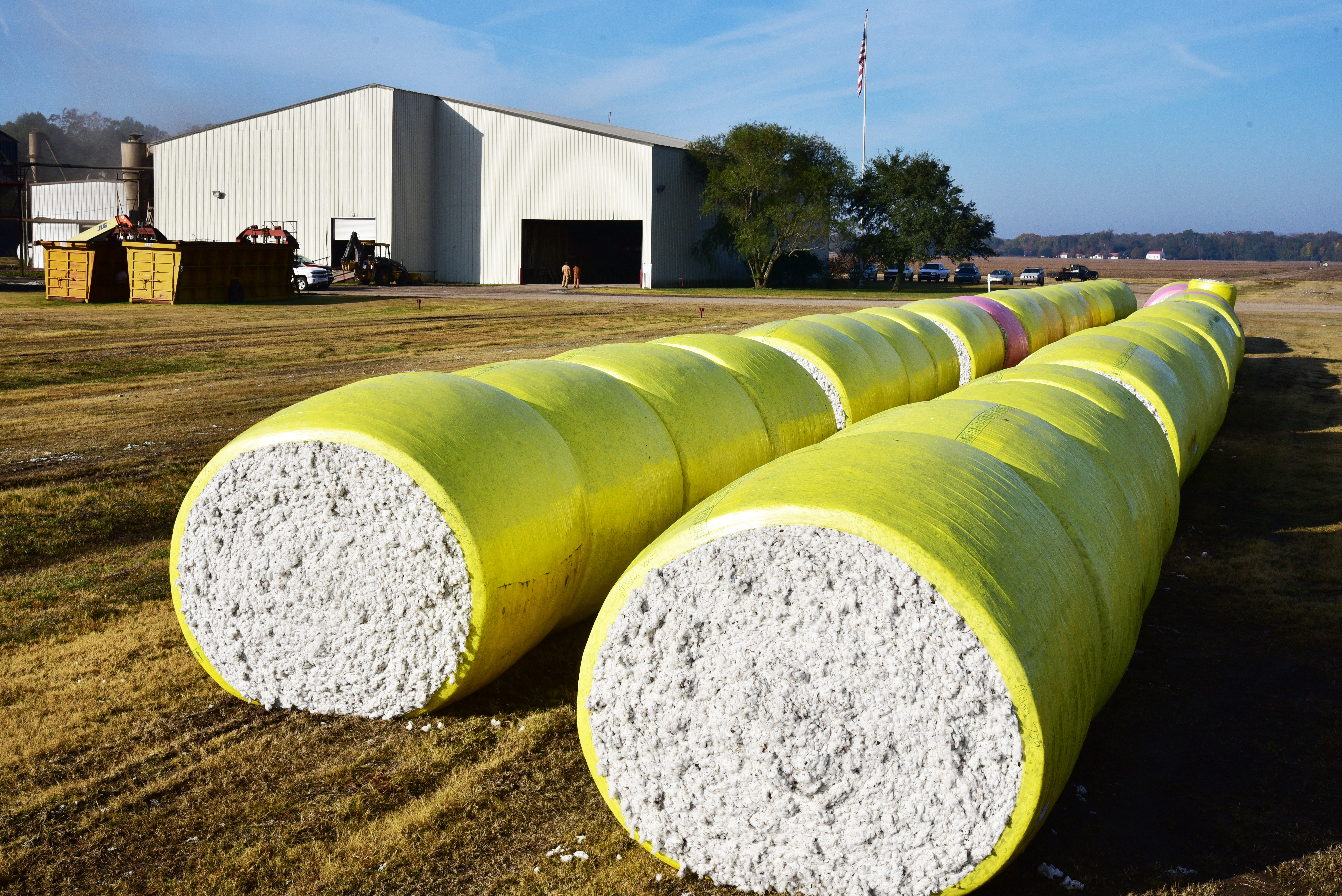 Louisiana cotton crop planted; going to be a small 